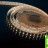 Лента светодиодная LUX, 5050, 120 LED/м, 28,8 Вт/м, 24В, IP33, Теплый белый + холодный белый (3000-6000K)